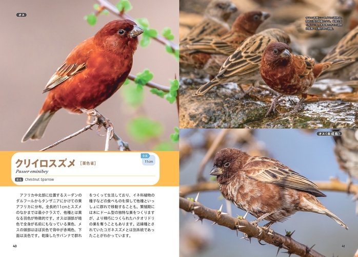 せかいのスズメ図鑑　クリイロスズメ