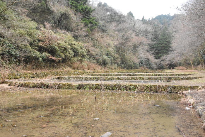 小峰公園の水辺の様子