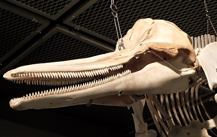 ハセイルカ骨格標本（鳥取県立博物館蔵）