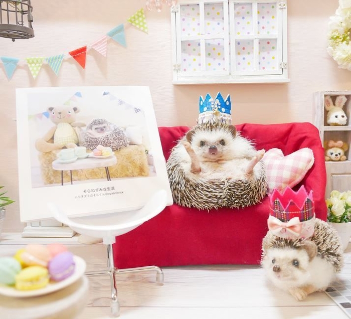 超キュート!ハリネズミのそらくん