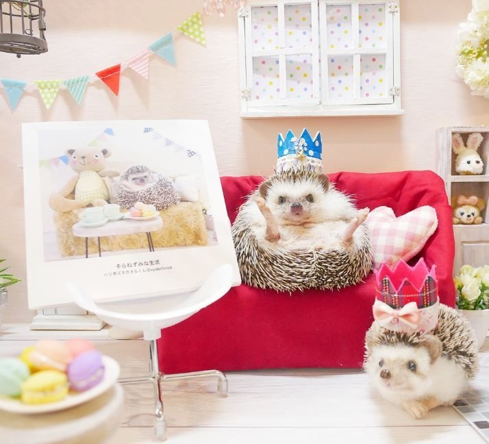 超キュート!ハリネズミのそらくん