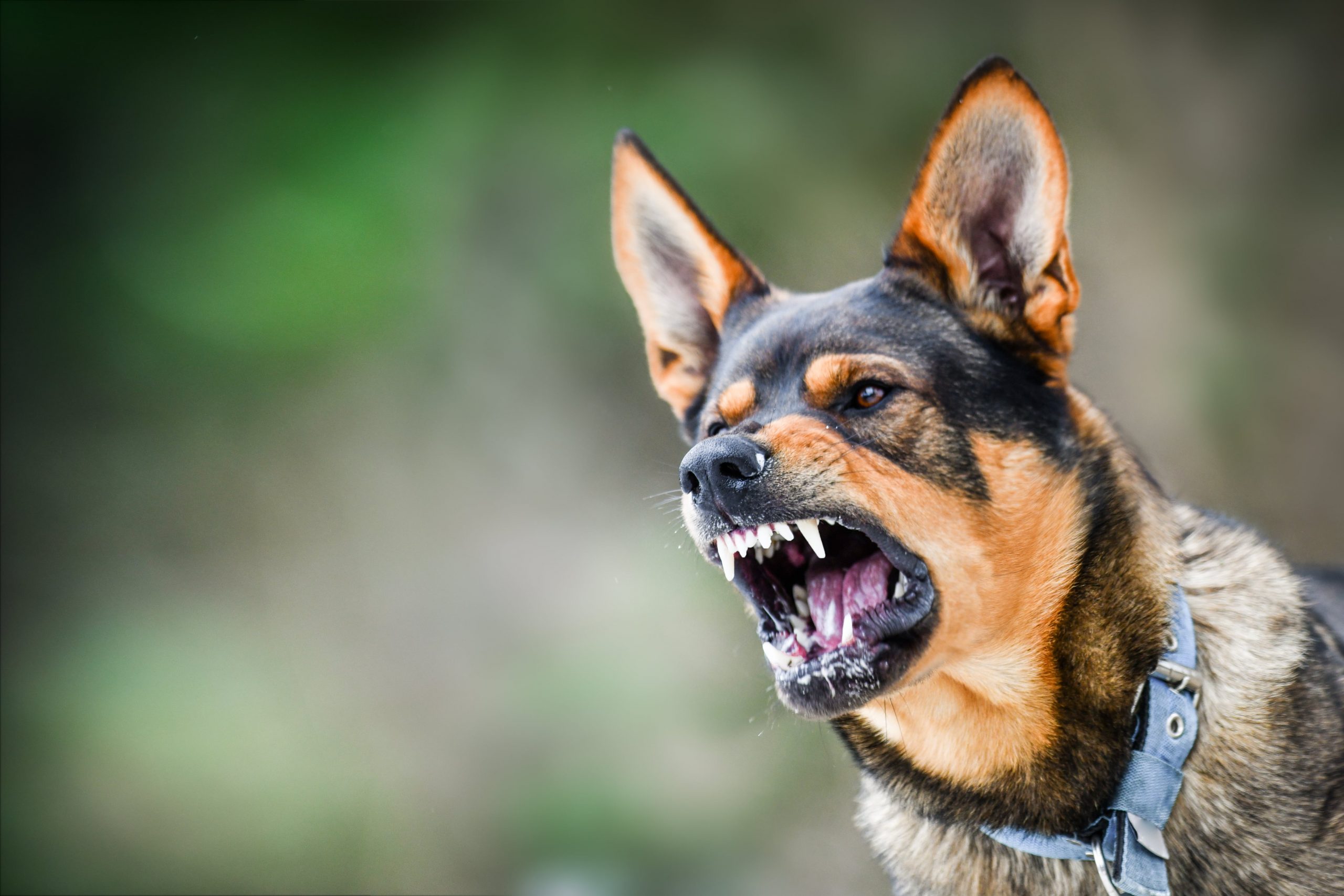 犬が起こした事件３選 危険と言われている犬種とは Newscast
