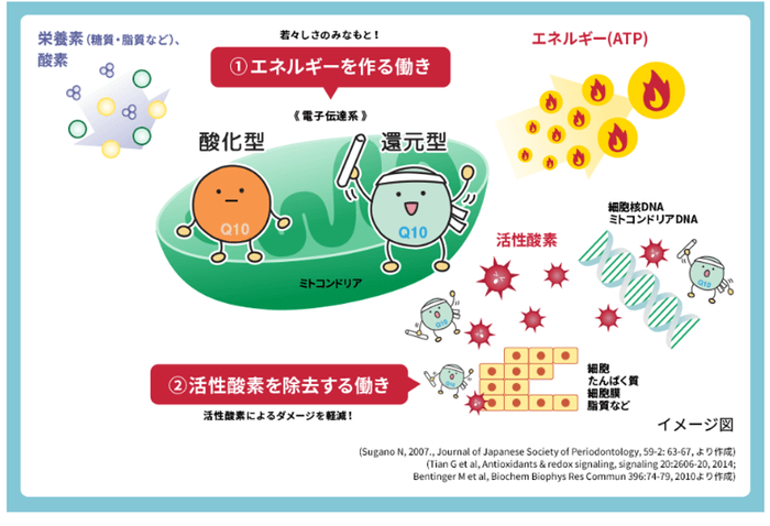 疲労感の軽減を促す還元型コエンザイムQ10