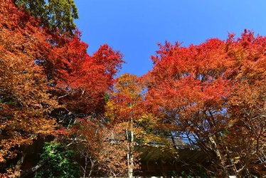 六甲高山植物園　赤・黄・橙の色の共演 「紅葉」がピークを迎えました！