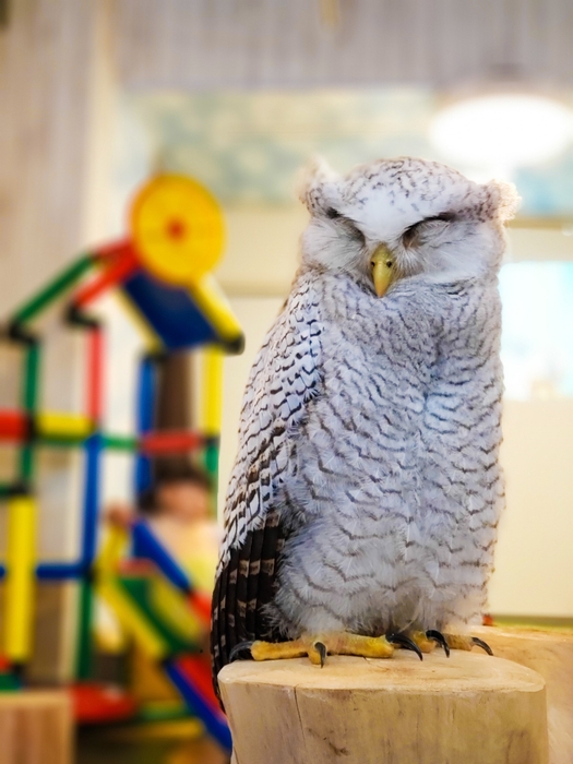 大阪・なんばの猛禽類カフェ「raptorland Shovel」が 出張サービスを