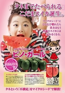 マイクロシード(R)小玉スイカ「ピノ・ガール」チラシ