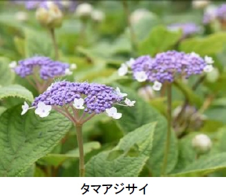 タマアジサイ