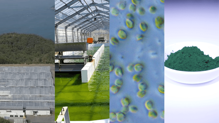宮城県石巻市にあるイービス藻類産業研究所のレースウェイ方式の培養設備およびナンノクロロプシス