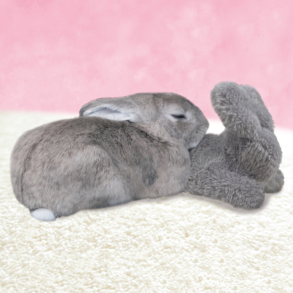 たち耳ちゃん使用イメージ