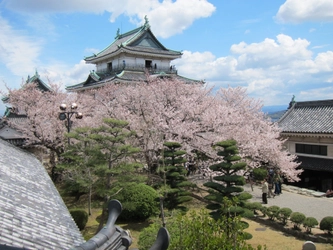 歴史・自然・絶景を楽しむ、和歌山市の春　 桜名所5選を一挙紹介！和歌山城では 桜の時期にあわせて“桜バージョン”のライトアップを実施！