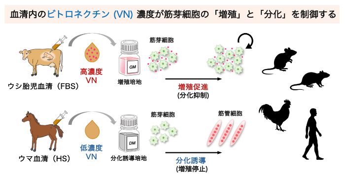 筋芽細胞の増殖を維持・促進させる細胞外マトリクス機構を発見 筋再生医療や培養肉、サルコペニア研究への応用に期待