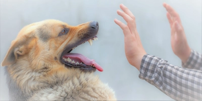 命の危険がある愛犬のペットトラブルとは？