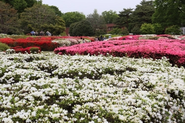 【神代植物公園】「つつじウィーク」～錦繍織りなす大パノラマ～4/9より開催