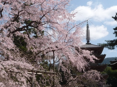 醍醐の花見で有名な世界文化遺産 醍醐寺で特別拝観を開催 　期間中は様々な法要や特別拝観イベントを実施