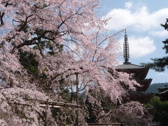 国宝・五重塔としだれ桜