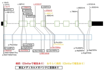 臨床的意義不明なバリアントを網羅的に解析することで遺伝子診断の迅速化を実現