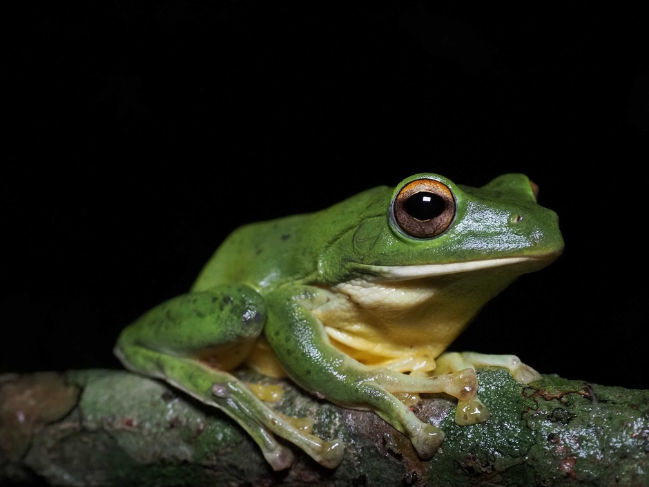 里山のカエル(ヤエヤマアオガエル)