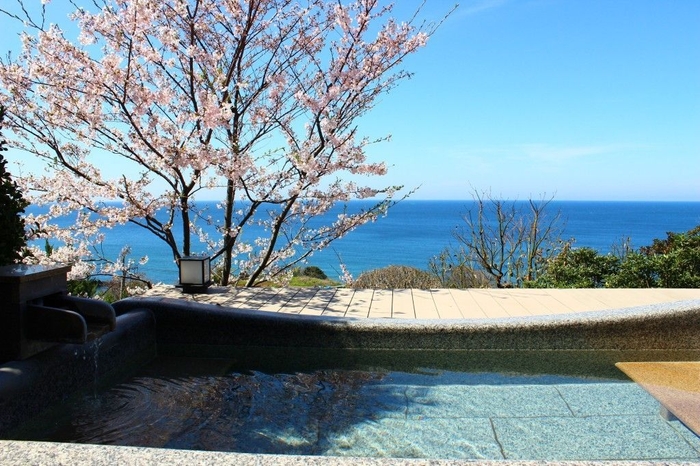 日本海と満開の桜を眺めながらの絶景の桜見風呂が楽しめます