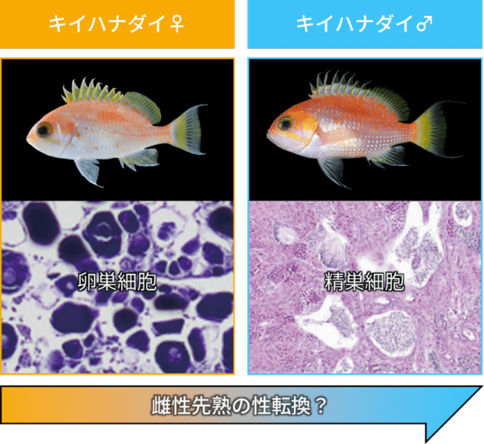 図2　キイハナダイの性的二型（上段は外部形態、下段は生殖腺組織）
