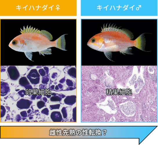 図2 キイハナダイの性的二型(上段は外部形態、下段は生殖腺組織)