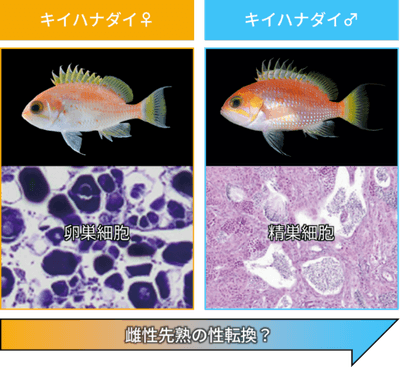 図2 キイハナダイの性的二型(上段は外部形態、下段は生殖腺組織)