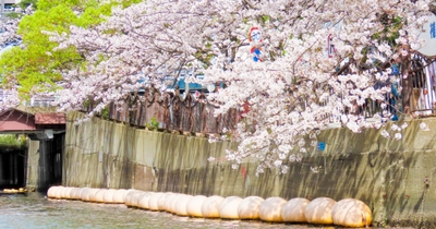 大岡川から眺める桜のイメージ
