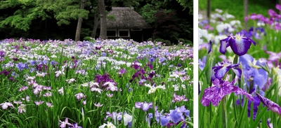 初夏の田園風景に彩りを添えた涼しげな「ハナショウブ」(左:昨年の様子、右:一昨年の様子)