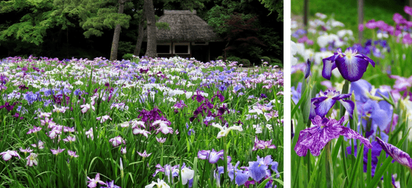 初夏の田園風景に彩りを添えた涼しげな「ハナショウブ」(左:昨年の様子、右:一昨年の様子)