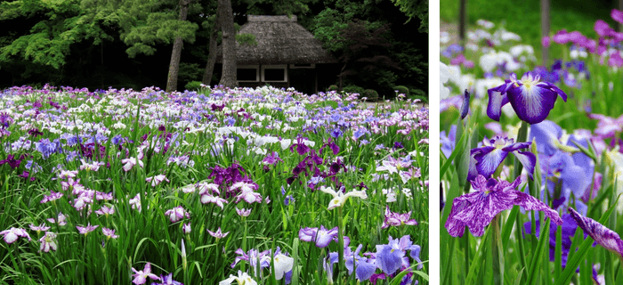 初夏の田園風景に彩りを添えた涼しげな「ハナショウブ」(左:昨年の様子、右:一昨年の様子)