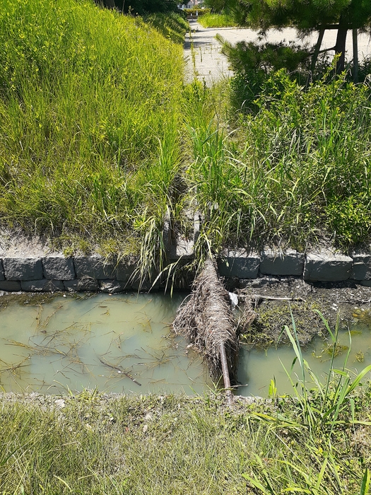 写真1:平城宮跡歴史公園内の水路。 大量の雨水とともに草などが流れてきて引っかかると、水が流れにくくなることが想定される。