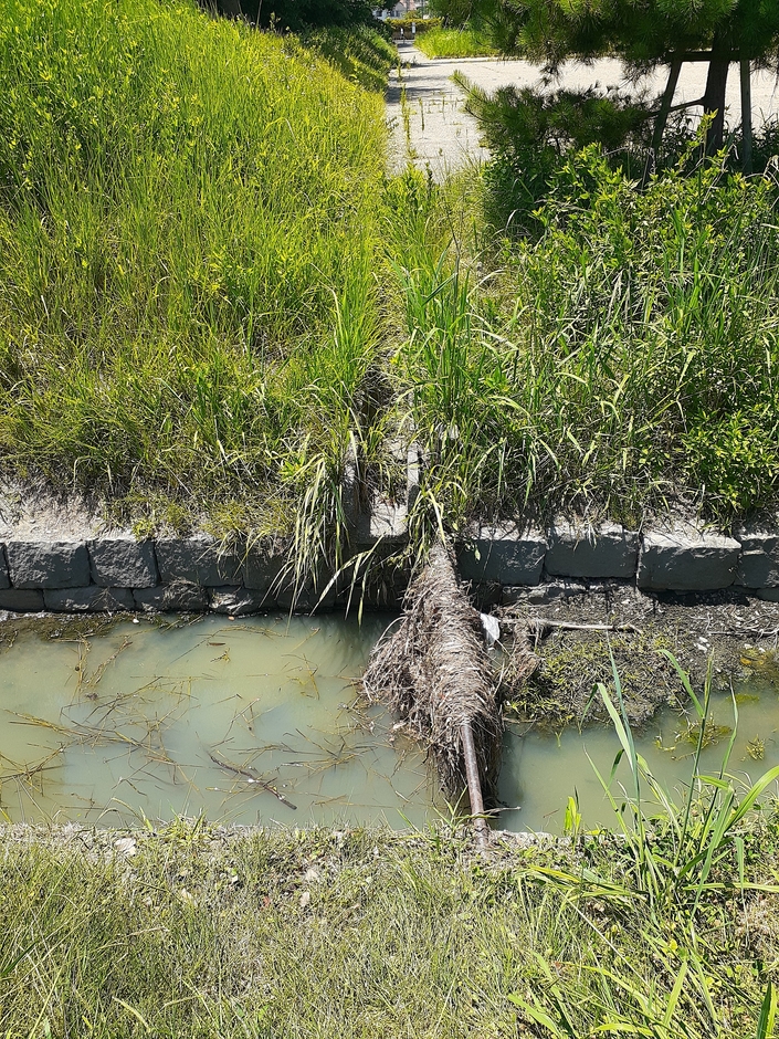 写真1：平城宮跡歴史公園内の水路。 大量の雨水とともに草などが流れてきて引っかかると、水が流れにくくなることが想定される。