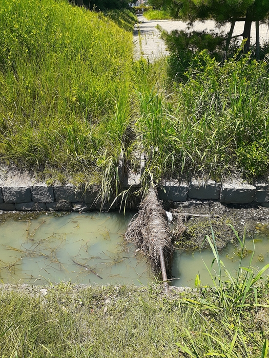 写真1：平城宮跡歴史公園内の水路。 大量の雨水とともに草などが流れてきて引っかかると、水が流れにくくなることが想定される。