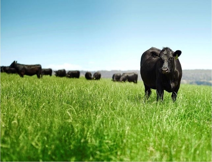 オージー・ビーフとは