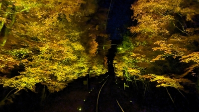もみじのトンネル (2023年11月26日現在)
