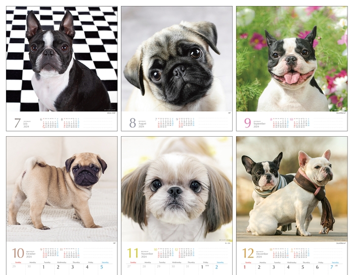気まぐれ鼻ペチャ犬カレンダー7
