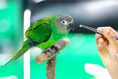 鳥カフェ