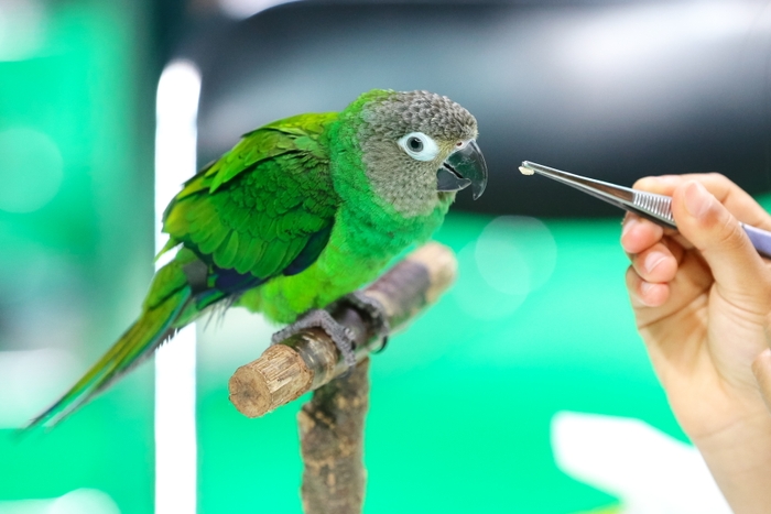 鳥カフェ