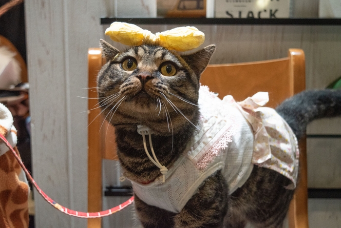 撮影にのぞむにゃんドル