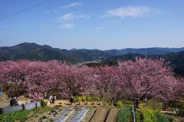 雪割桜(3)