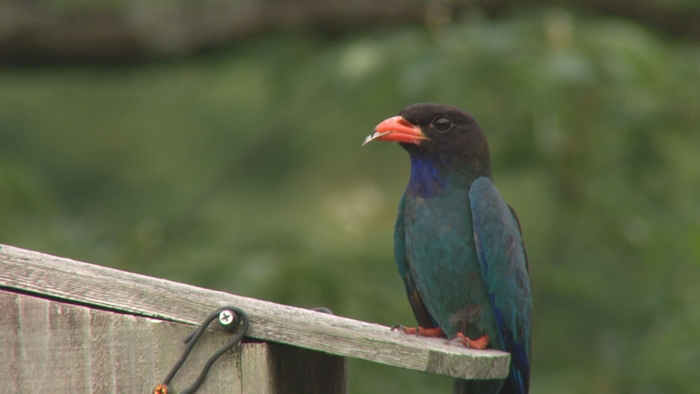 ”森の宝石” ブッポウソウ