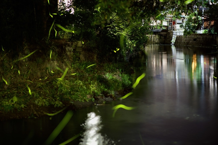 長浜市内を流れる川に舞うホタル(過去写真、ひといき撮影)