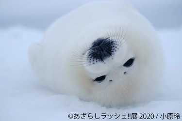 真っ白ふわふわ♪キュートなアザラシ作品＆グッズを集めた 「あざらしラッシュ!!展 2020」10/9～開催！五感で楽しめる空間