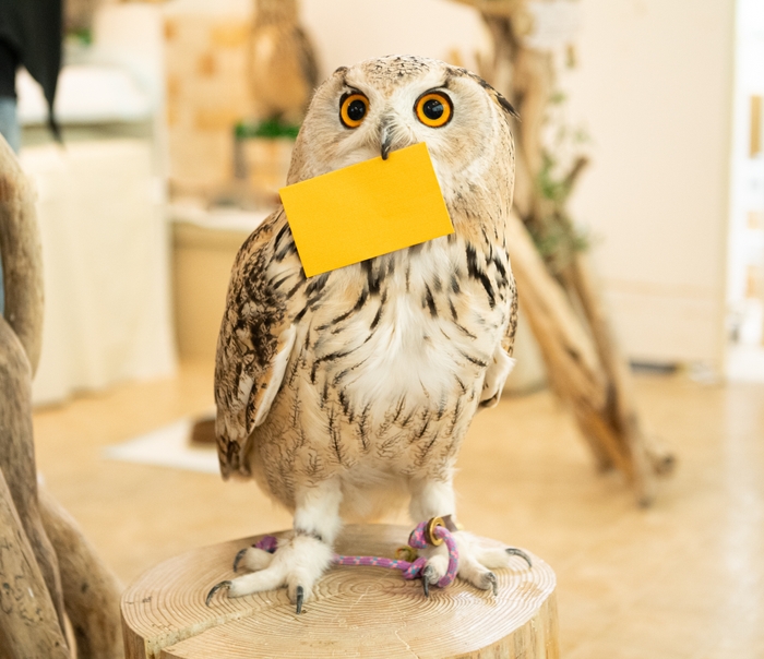 フクロウがくわえているフクロ(袋)の中身は?