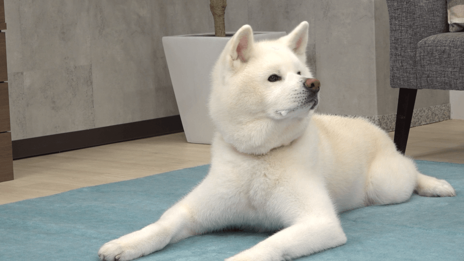 美味しくて思わずよだれが出るわんちゃん