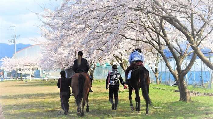 花見乗馬