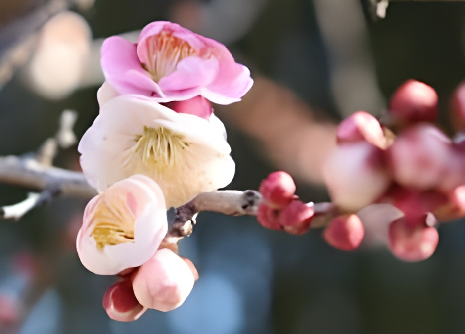 ウメ‘輪違い’（令和７年撮影）