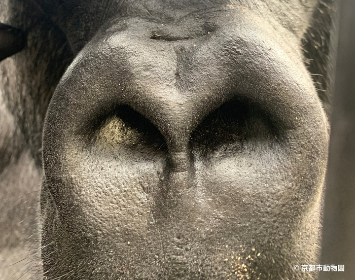 これは誰の鼻でしょうか?シワが少なくつるりとしているのは、モモタロウの鼻の特徴です(写真提供:京都市動物園)