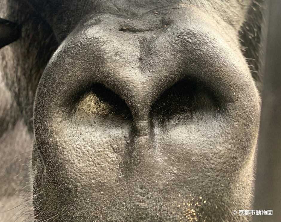 これは誰の鼻でしょうか?シワが少なくつるりとしているのは、モモタロウの鼻の特徴です(写真提供:京都市動物園)