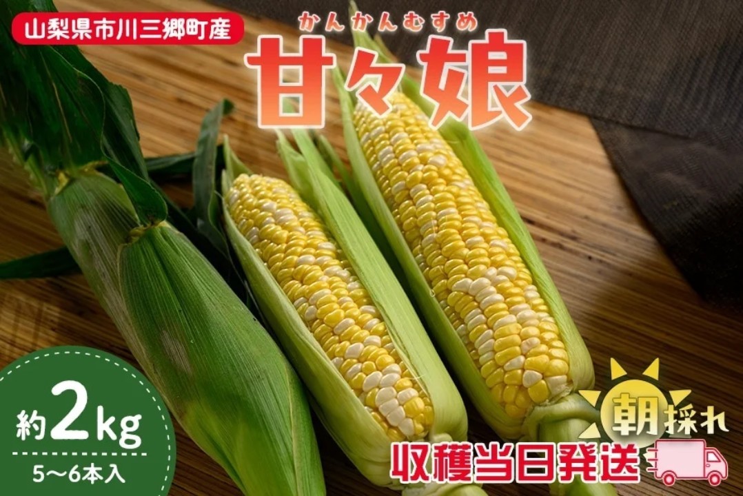 生でも楽しめる糖度15度以上の甘さを誇る希少なとうもろこし「甘々娘（かんかんむすめ）」を産地直送通販サイト「ＪＡタウン」で予約販売中！