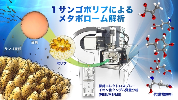 サンゴの一斉産卵時にポリプを育成し、新規評価手法に供するフロー図。（作成者：名古屋大学 髙橋一誠 氏）